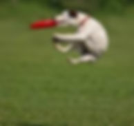 This canine athlete needs Chiropractic!