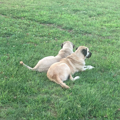 Livestock guardian dogs