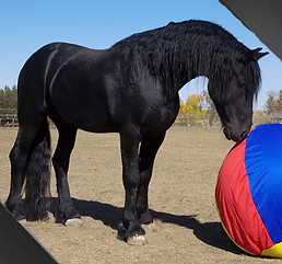 Daario ball_edited.jpg