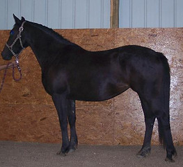 left view 9-10-06.jpg