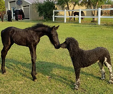 Bethlehem and poodle