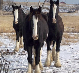 All three girls 12-09-07.jpg