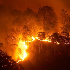 Maui Strong_ Help Lahaina Town and Maui Recover from the Fires - Please Donate Now! - Hawa