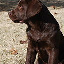 labrador-retriever1.jpg