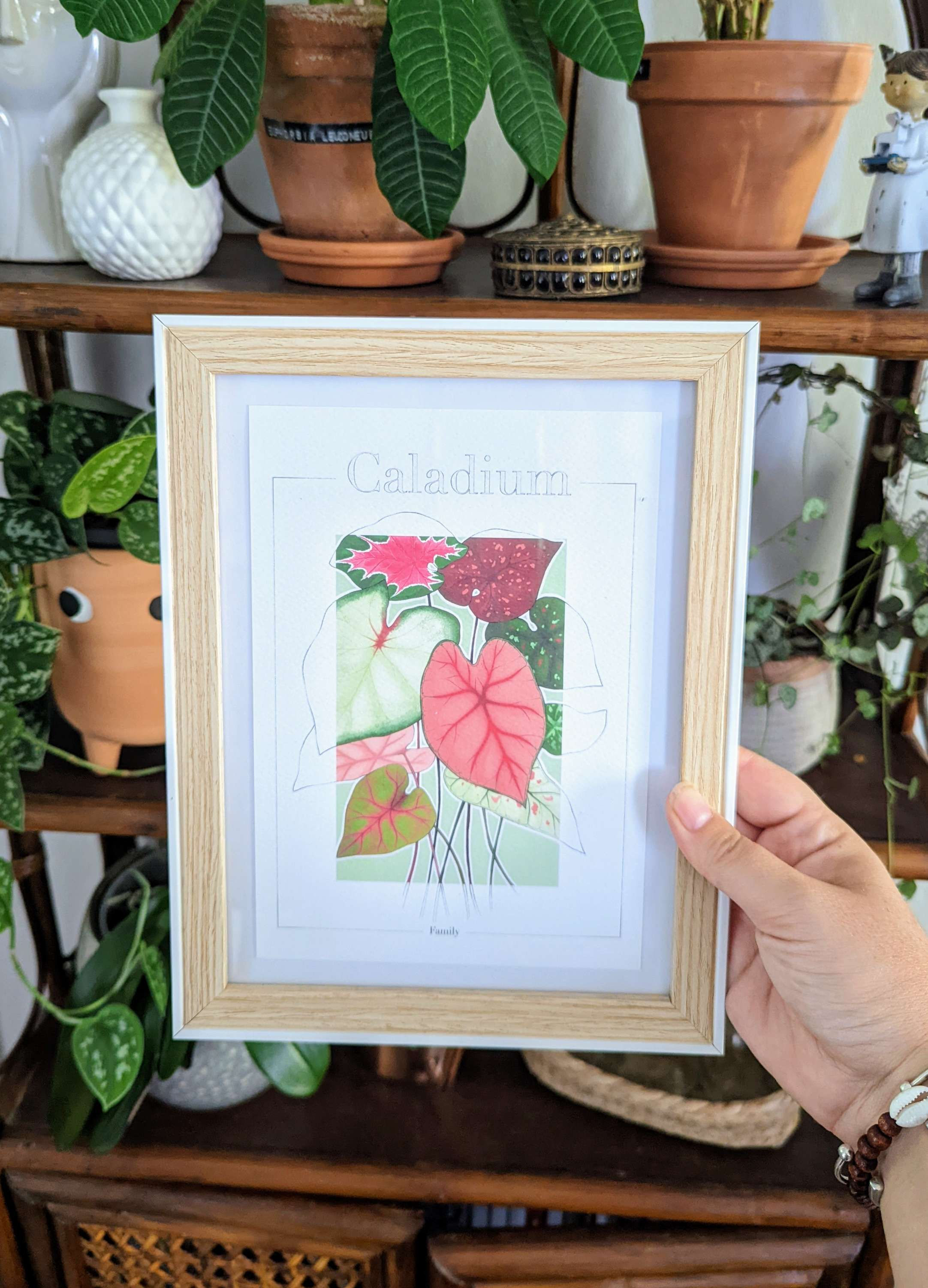 Illustration encadrée "Caladium family"