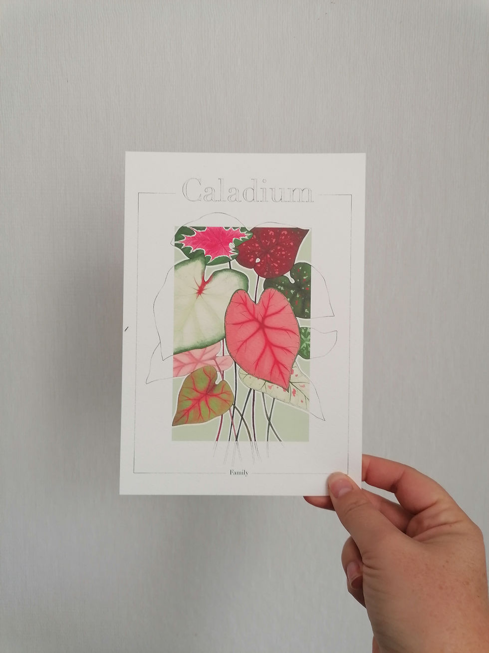 Miniature : illustration caladium