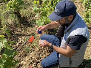 Anticiper pour mieux protéger la vigne