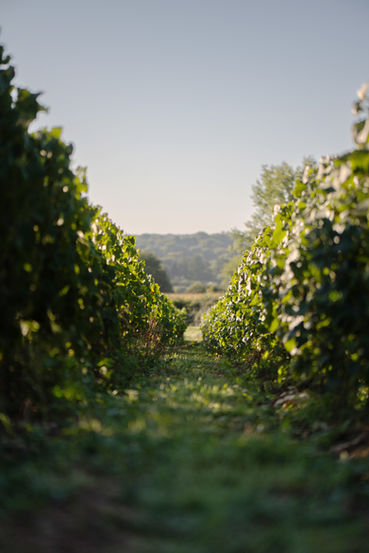 vigne du Chateau la Grange Arthuis, Lavau
