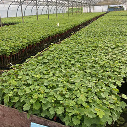 Pépinière du Domaine Bouteille