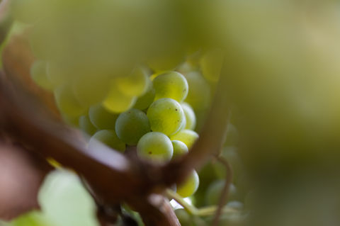 raisin blanc du Domaine Bouteille