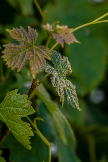feuille de vigne du Chateau la Grange Arthuis, Lavau