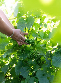 soin apporté à la vigne Muller Martin