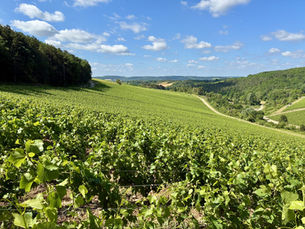 création d’un domaine viticole Champenois