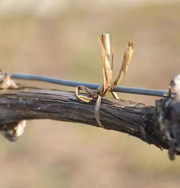 La-vigne-1-le-liage.jpg