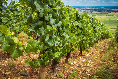 vigne vin paysage beaujolais beaune vert plante.jpg