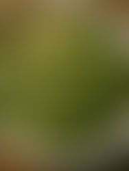 Indian-style rice with green kale, mint and fenugreek on a ceramic plate