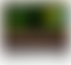 Dia 19 de junho - Dia do Cinema Brasileiro