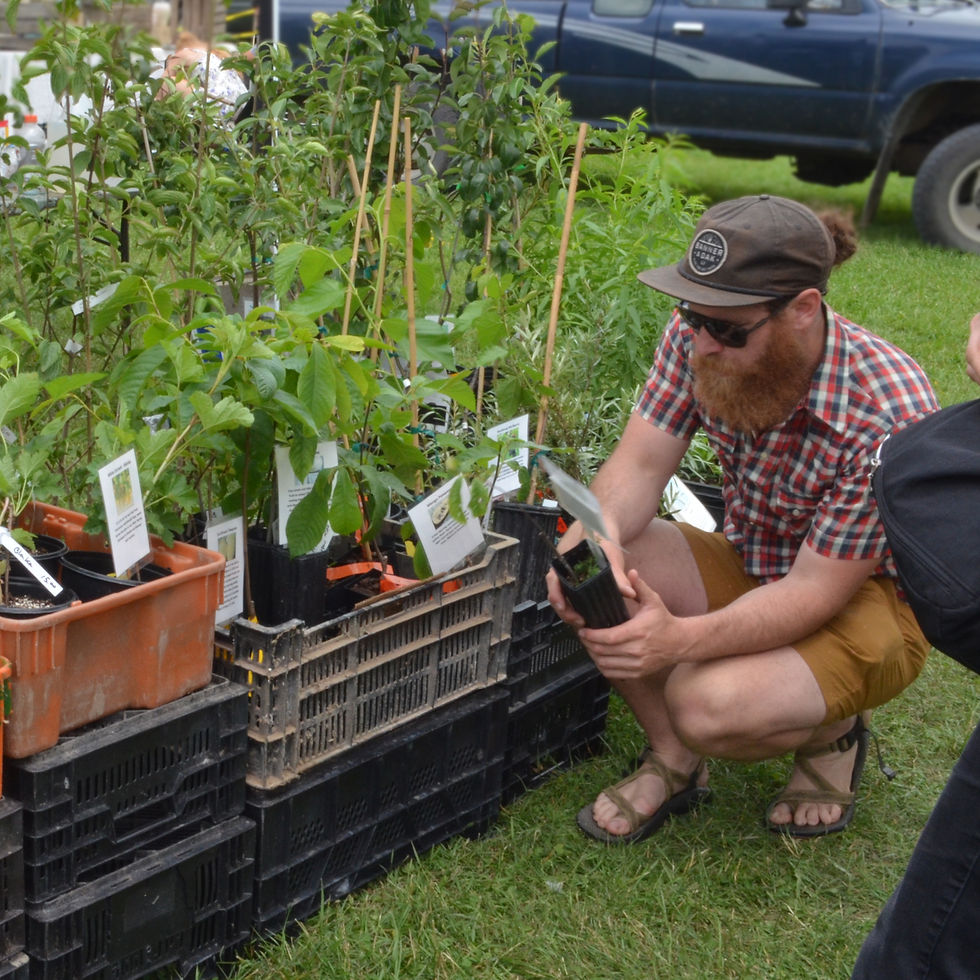 PAwPaw Plants (2)_edited.jpg