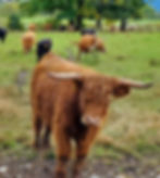 Scottish Highland Cows_edited.jpg