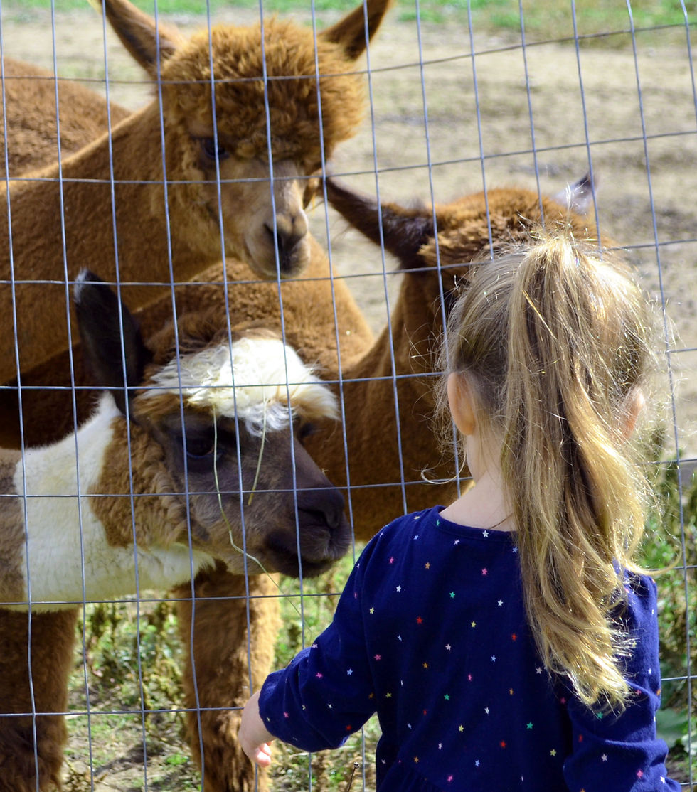 Girl alpaca_edited.jpg