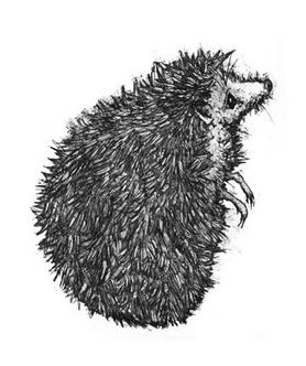 Alison Read - 'Lady Hog'