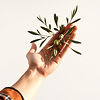 hand extending olive branch to another..jpg