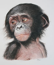 bonobo_ManueGuimard.jpg