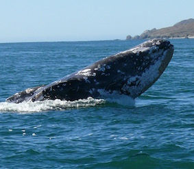 Schamanischer Road Trip in Baja California Sur, Mexiko 	