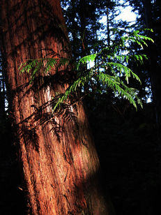 Potent Plant Magic for Protection in Uncertain Times: Tapping into your personal power with some hel