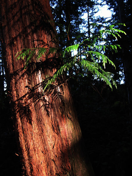 Potent Plant Magic for Protection in Uncertain Times: Tapping into your personal power with some hel