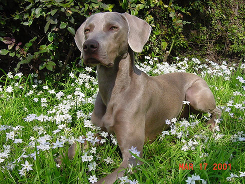 Weimaraner_Breed.jpg