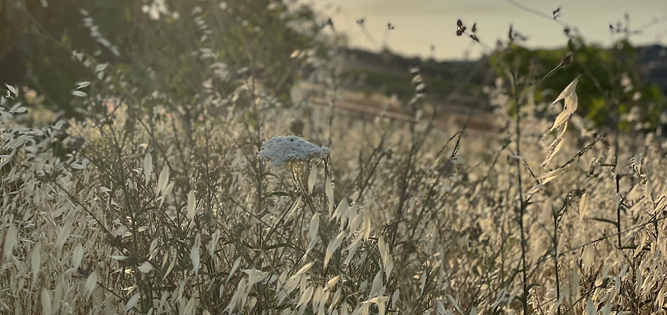 Foto 2021-07-11 19 32 58.heic