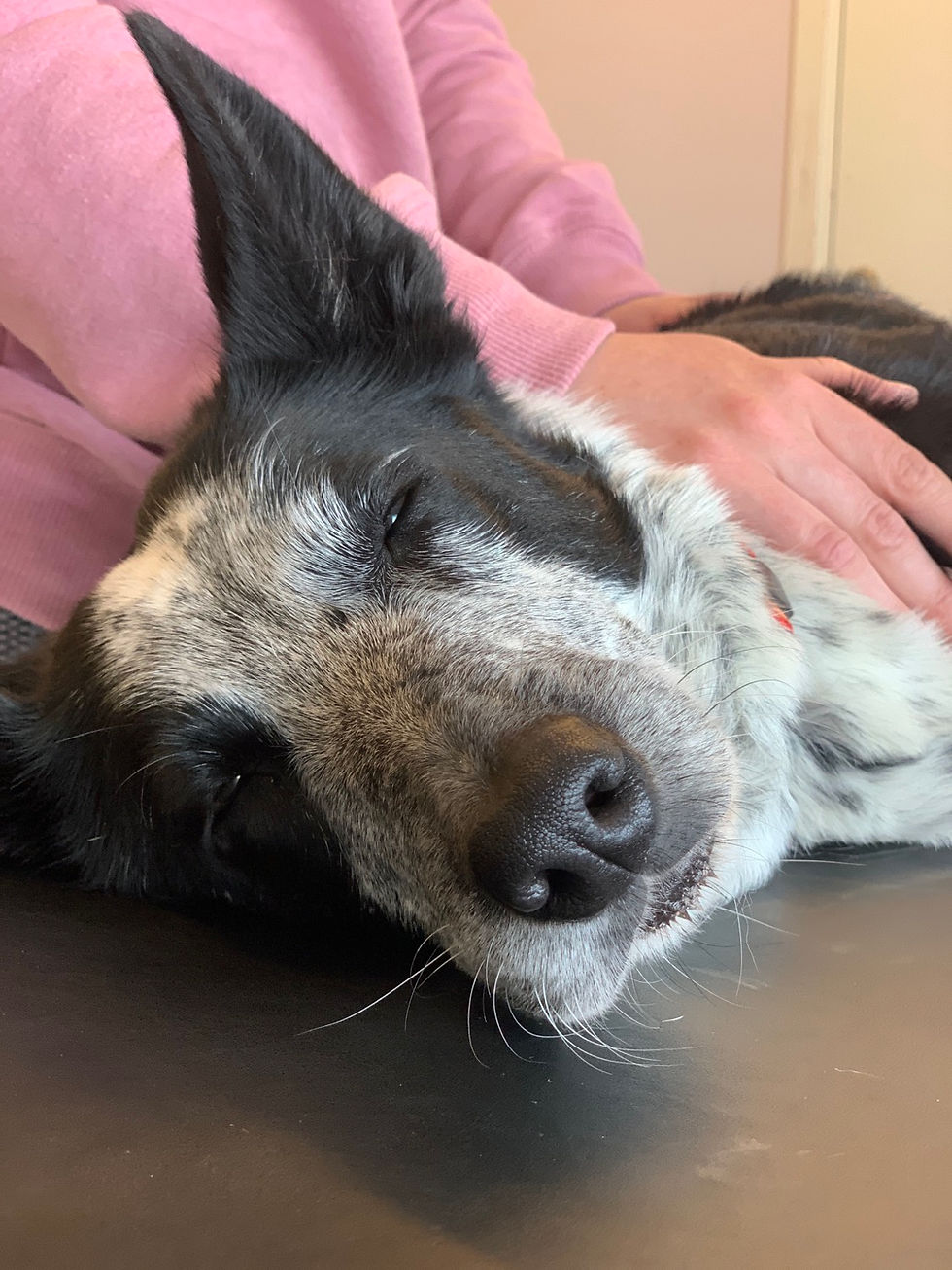 Hundmassage för hemmabruk