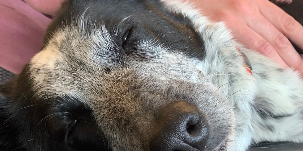 Hundmassage för hemmabruk