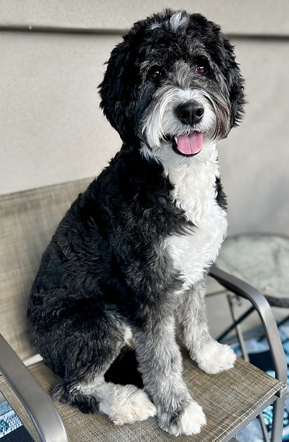 Trindle Bernedoodle, Arizona, Sonoran Standard Doodles, AZ