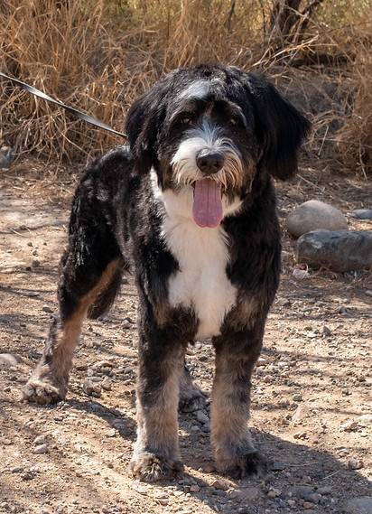 Sonoran Standard Doodles Fuzz-21_edited.jpg