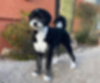 F1 bernedoodle