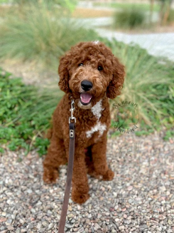 Poodle & Doodle Stud Services | Sonoran Standard