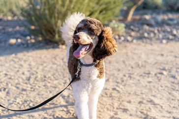 Daisy Mountain Doodles Phoenix Arizona Goldendoodle Bernedoodle Poodle mini session-220.jp