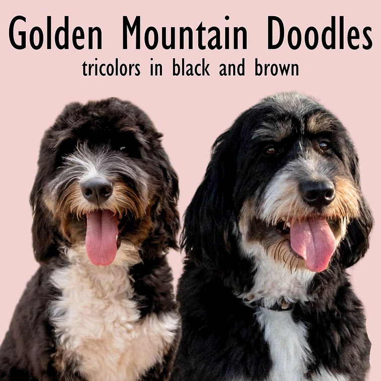 future pairings (3).jpg