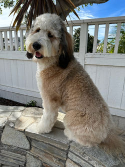 F1 Bernedoodle