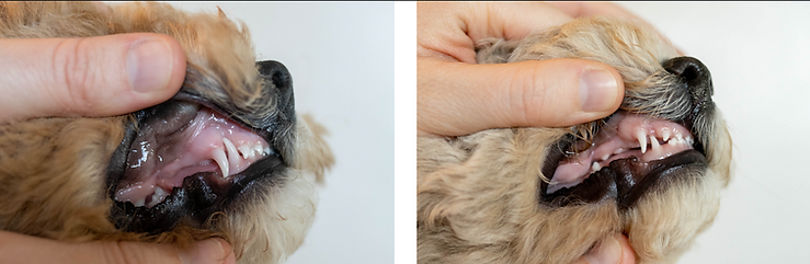 Base Narrow Canines - Dr. Jordy Mogen - Sonoran Standard Doodles, AZ