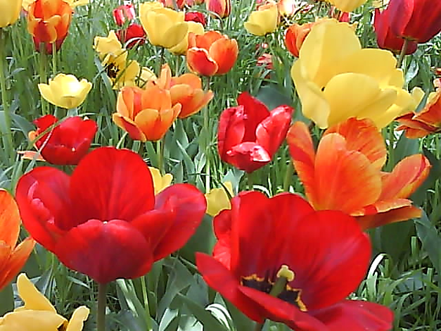 ROSE GARDEN, TEHRAN
