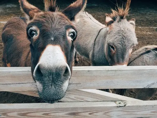 A Tale of Two Donkeys