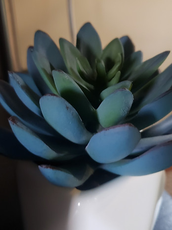 Dark Green Fake Succulent in a small white pot, top view