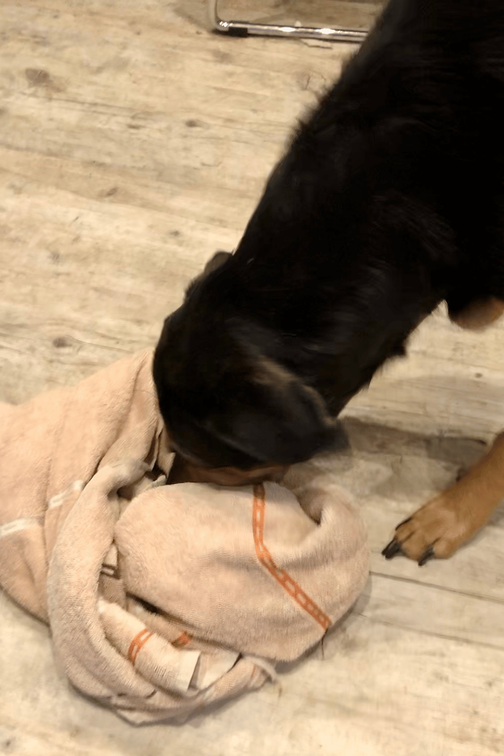 Labrador schnüffelt in einem DIY Schnüffelspiel