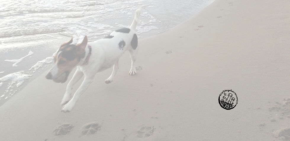 Jack Russel rennt mit Ball den Strand entlang