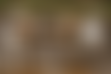 Zwei Jack Russell zerren an einer selbst gemachten Beißwurst