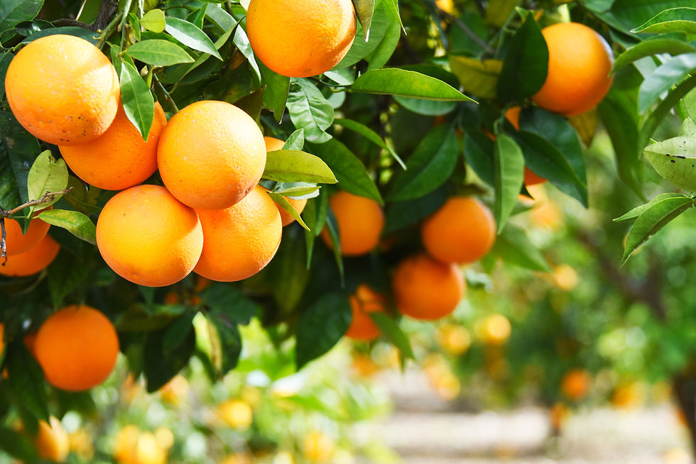 Summer background. Lemon garden.jpg
