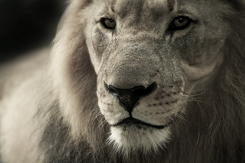When Kings Go To Battle, Paul Tothill